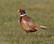 ACHETE  PETITS GIBIERS DE CHASSE 0 34140 M�ze