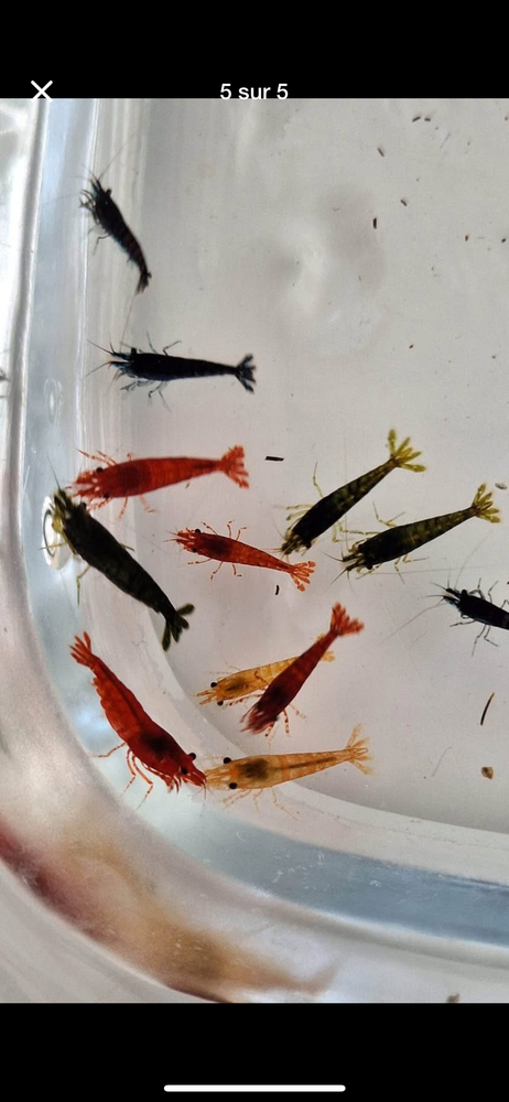 Crevettes coloris vari&eacute;s 30 44640 Le pellerin