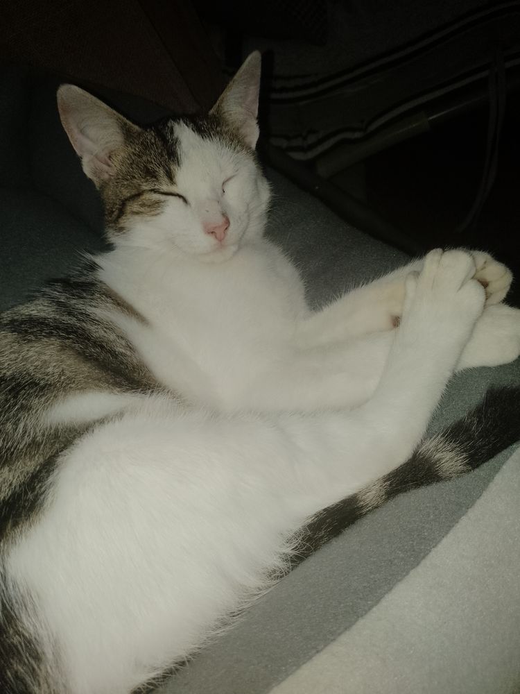 Donne Chaton m&acirc;le de 5 mois 0 80800 Villers-bretonneux