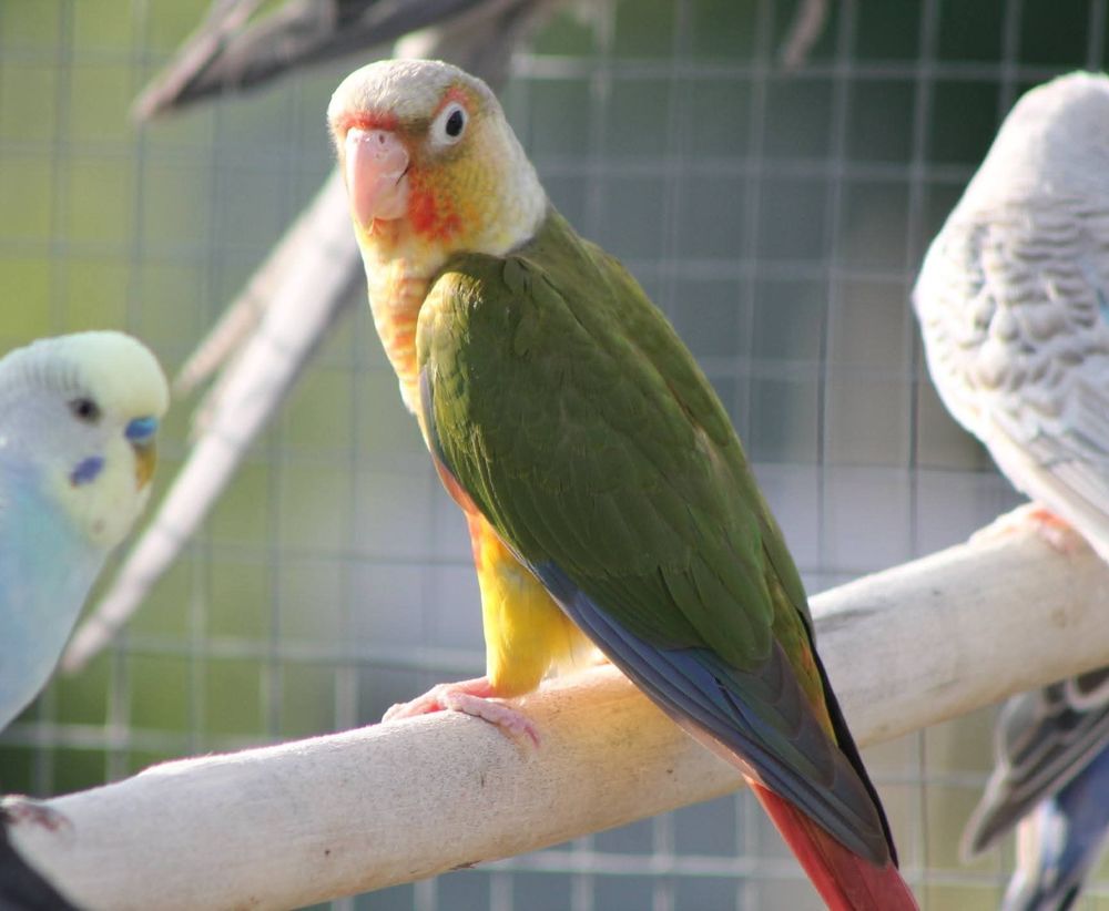 Conure molina 120 67660 Betschdorf