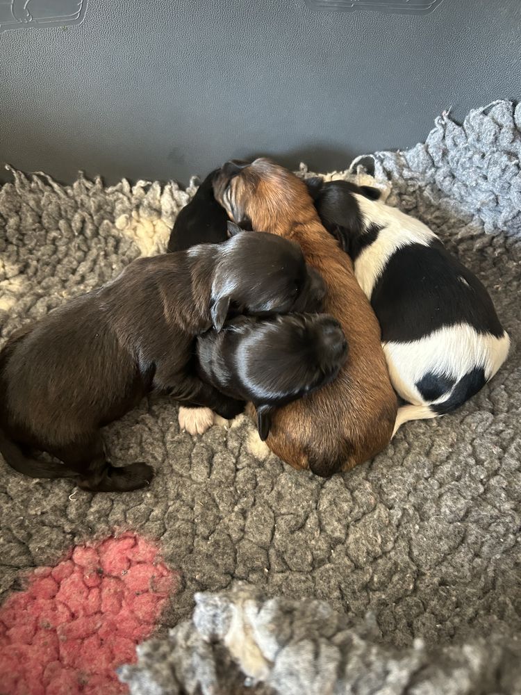 A r&eacute;serv&eacute; bichon havanais femelle 1250 85220 La chapelle-hermier