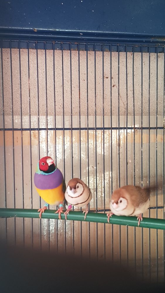 Diamant de bichenov 30 86000 Poitiers