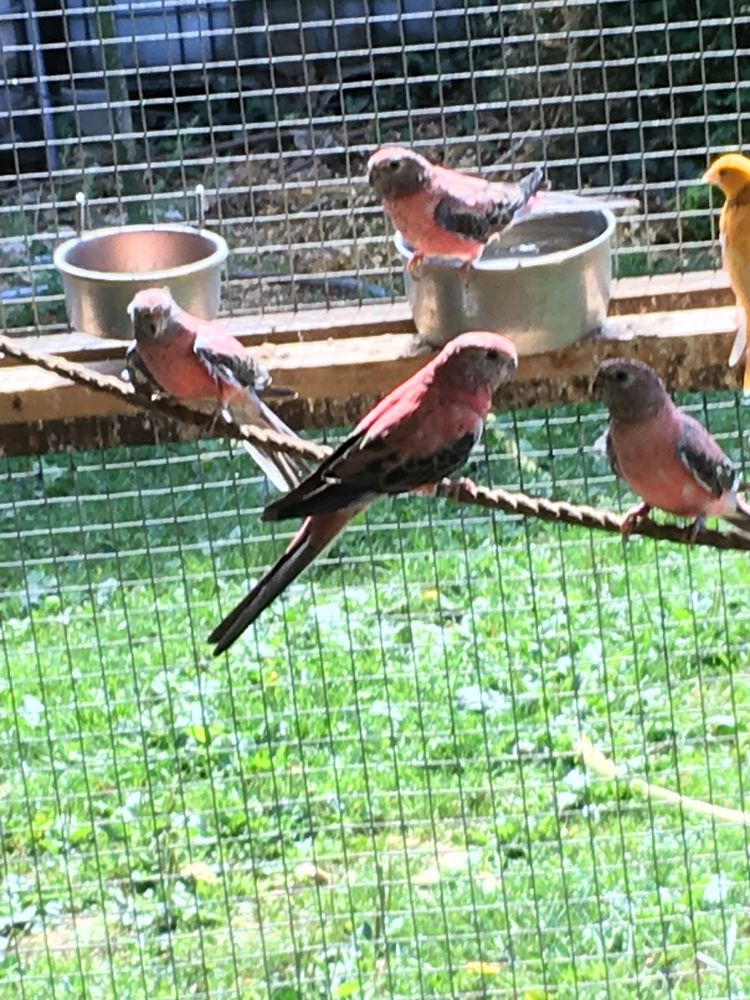 perruches de bourke 35 71240 Sennecey-le-grand