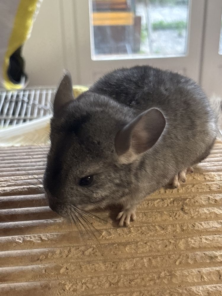 de petit chinchilla b&eacute;b&eacute; 60 78100 Saint-germain-en-laye