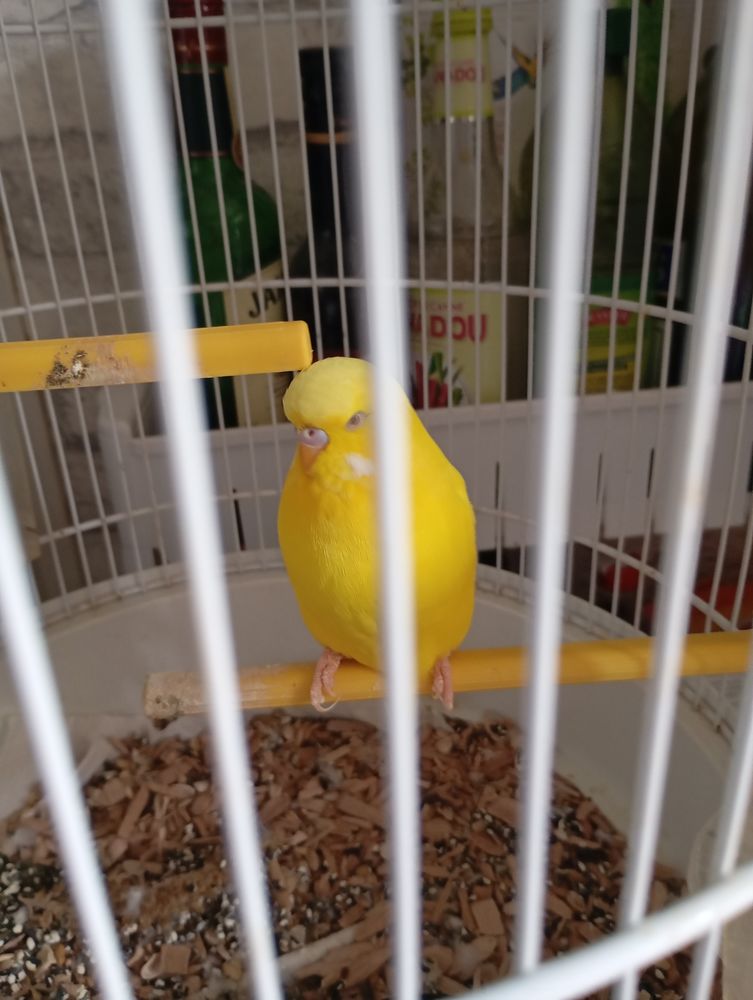 petite perruche 15 59590 Raismes