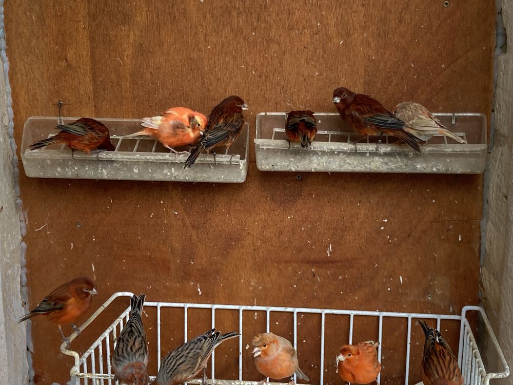 canaris hupp&eacute; ou pas 25 16260 Chasseneuil-sur-bonnieure