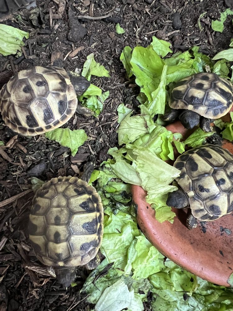 Hermann 4 mois 50 17550 Dolus-d'ol�ron