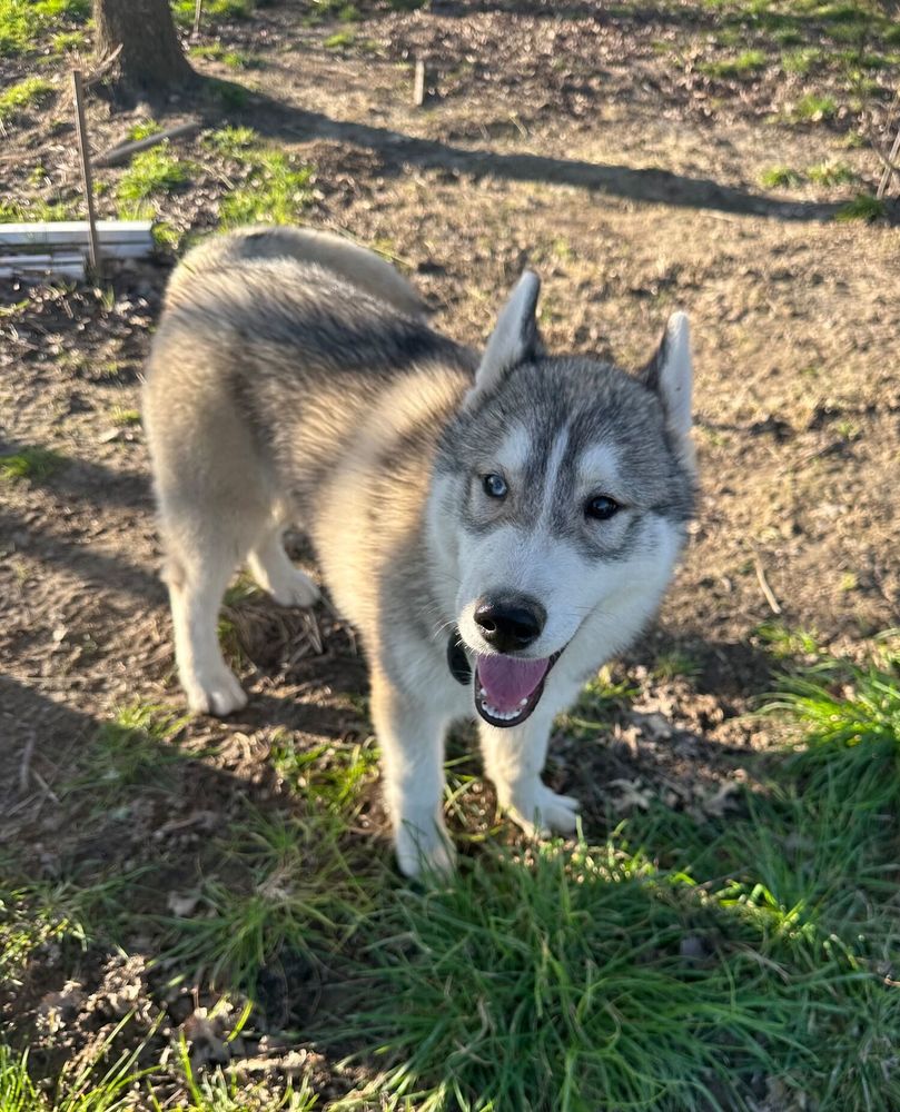 Chiots husky LOF 700 44410 Herbignac