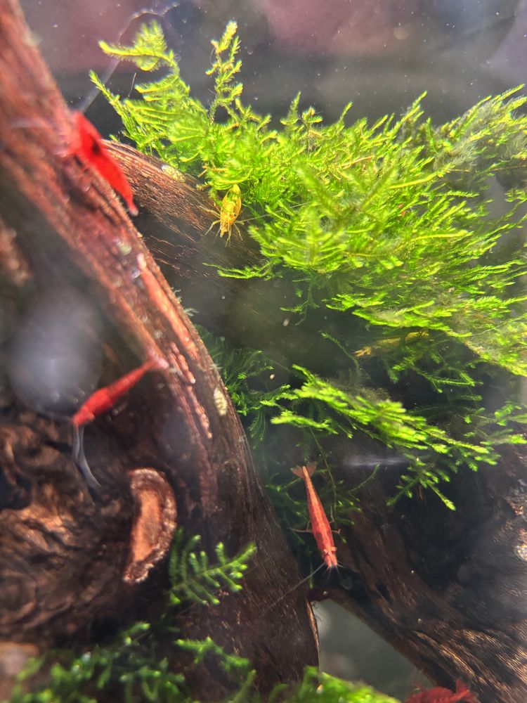 Crevette Red Cherry / Yellow 2 49000 Angers