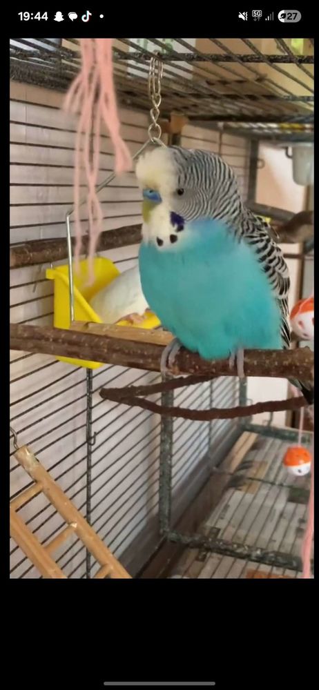 R&eacute;cup&eacute;rer tout oiseaux 0 12100 Millau