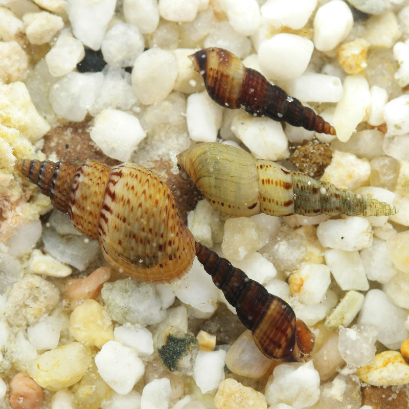 Escargot m&eacute;lano&iuml;de 1 33150 Cenon