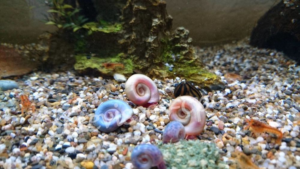 Escargot planorbe aquarium 1 33150 Cenon