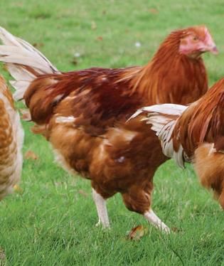 Poulets de chair 0 07610 S�cheras