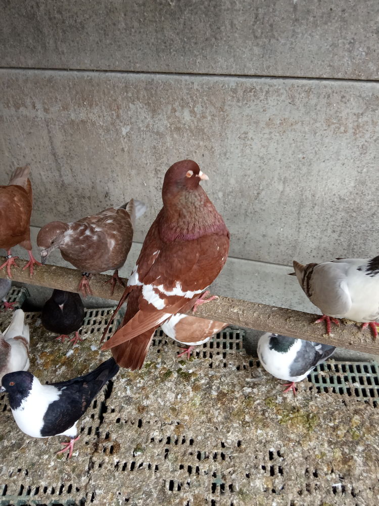 pigeons lynx de pologne n&eacute;s 2024/2025. 20 18100 Vierzon