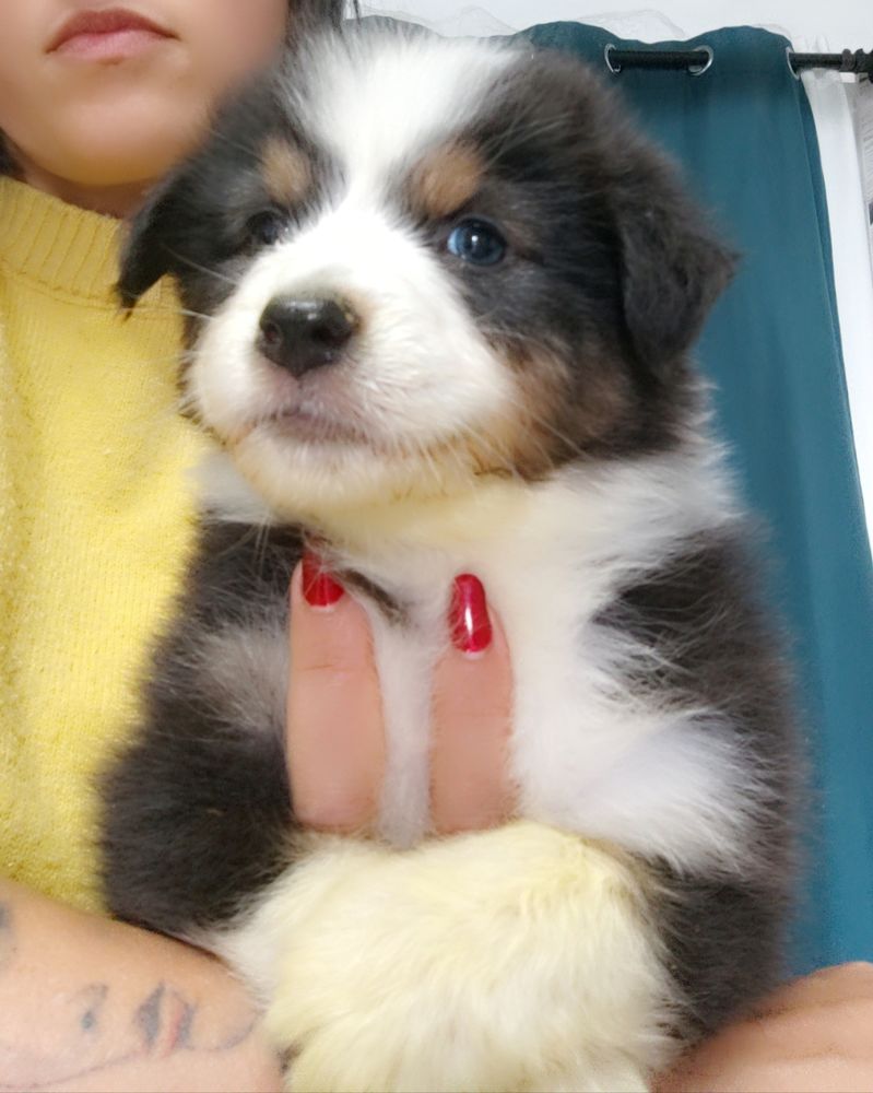 Chiots Bergers Australiens LOF &agrave; r&eacute;server
1600 33830 Belin-b�liet