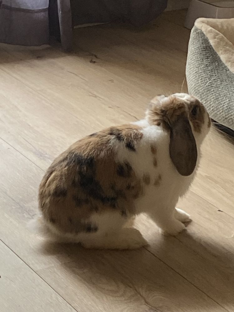 Lapin nan b&eacute;lier &agrave; donner 0 29520 Saint-goazec