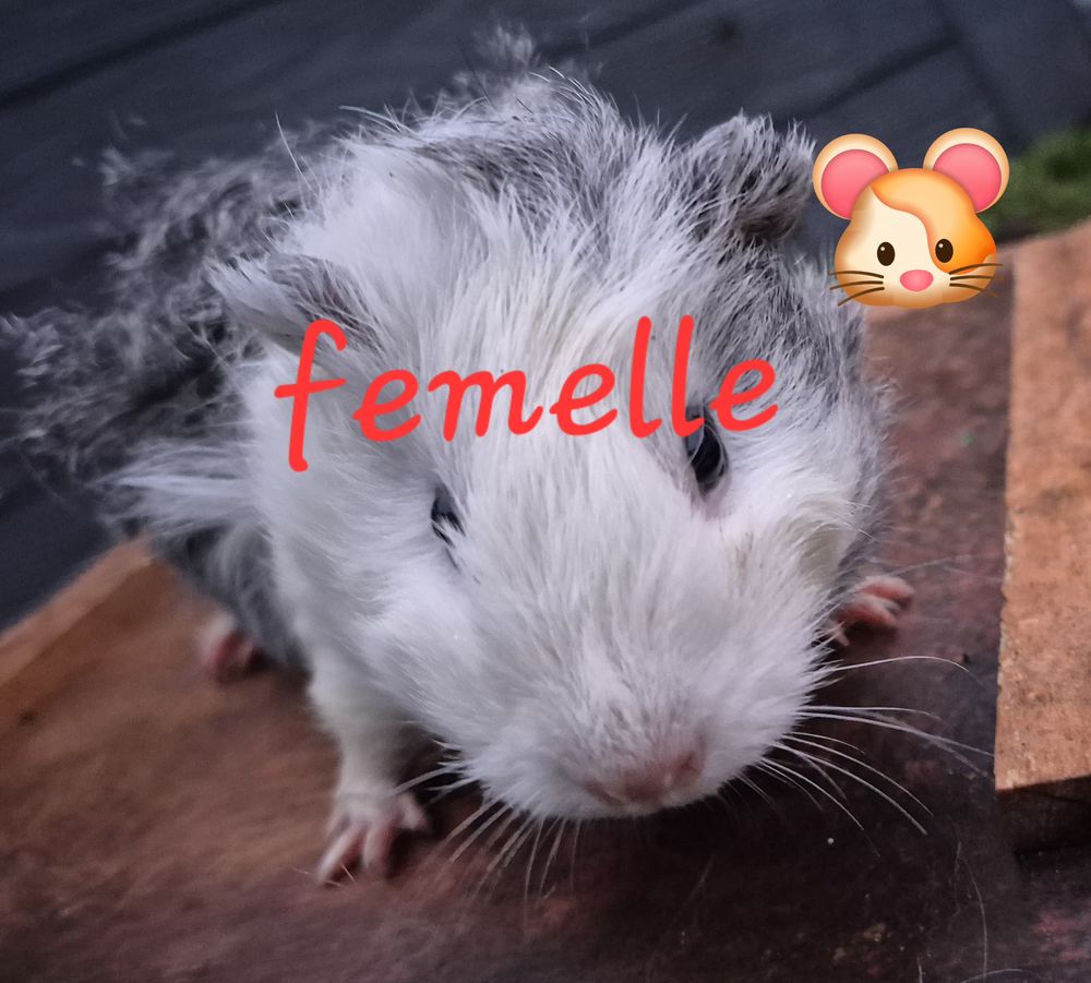 cochons d'inde 
M&acirc;les et femelles 10 72440 Bouloire