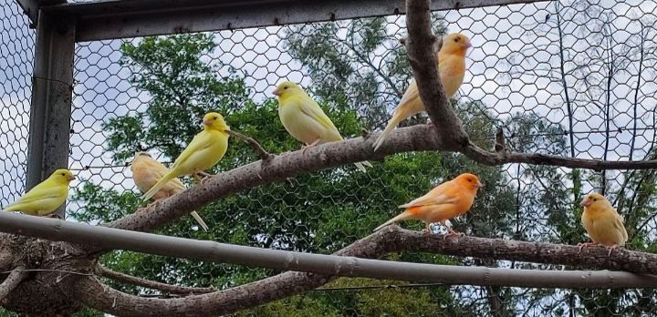 Canari jaune ou orange 15 79000 Niort
