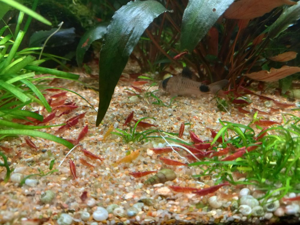 crevette red cherry 1 13007 Marseille