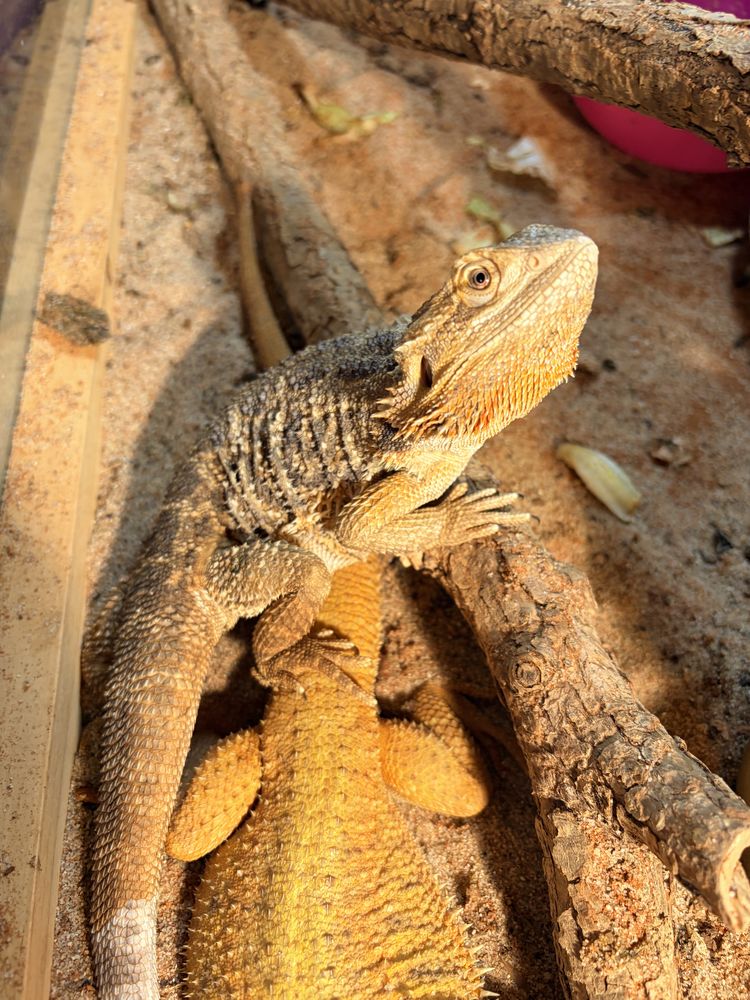 pogonas 150 88420 Moyenmoutier