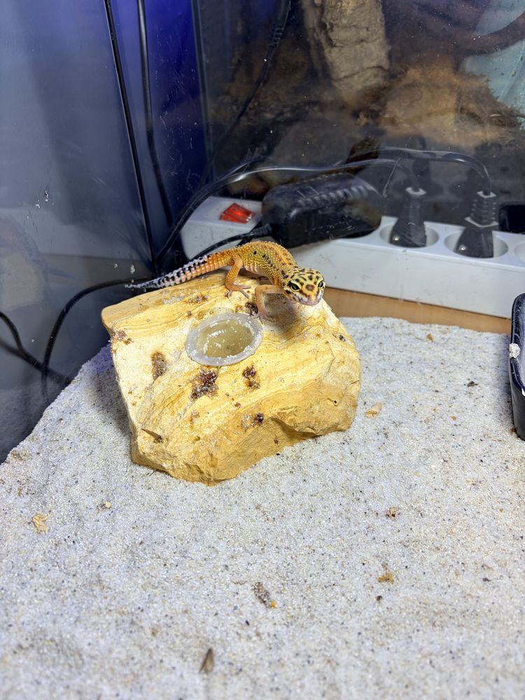 Gecko 100 88420 Moyenmoutier