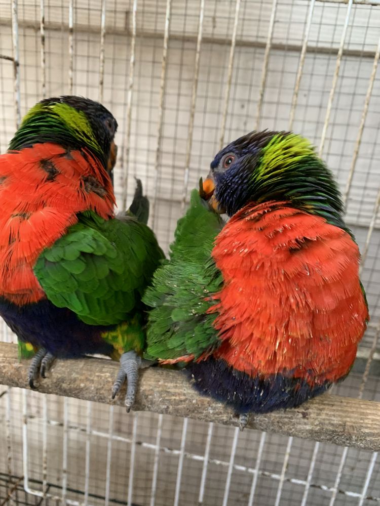 Couple Loriquet 2 ans ou &eacute;change contre caique femelle eam 500 69500 Bron