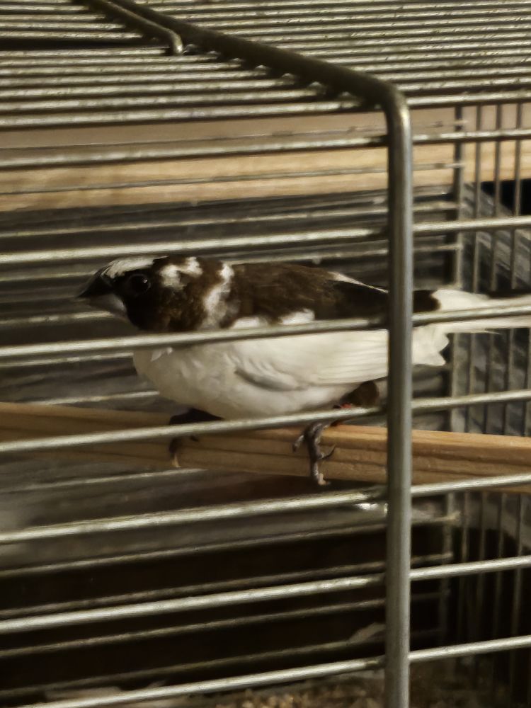 Moineau du japon femelle 10 66430 Bompas