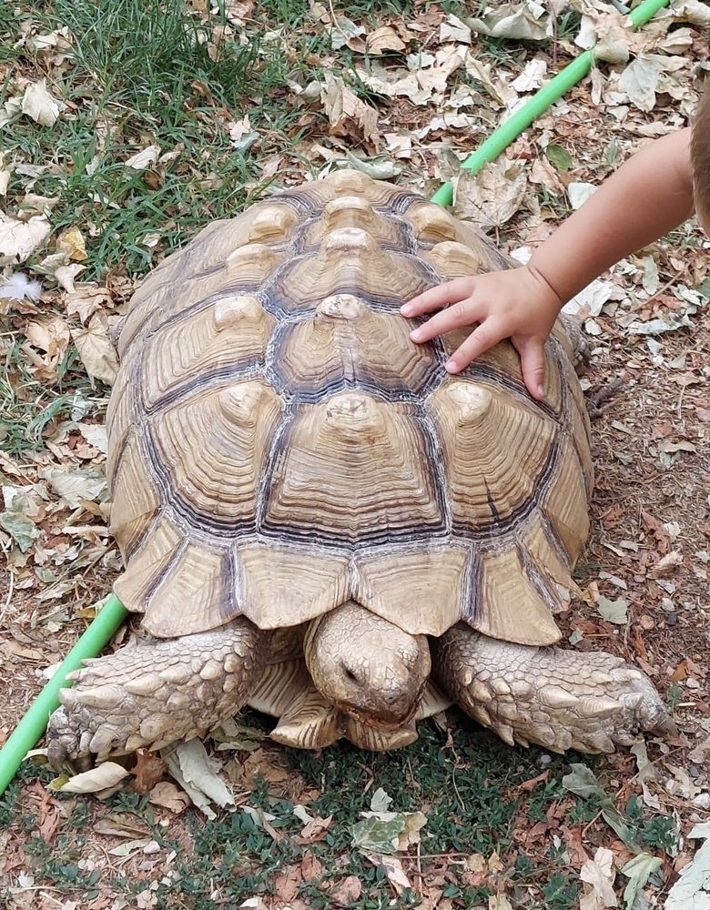 Magnifique tortue Sulcata de 20 ans cherche nouveau foyer 1200 26120 Malissard