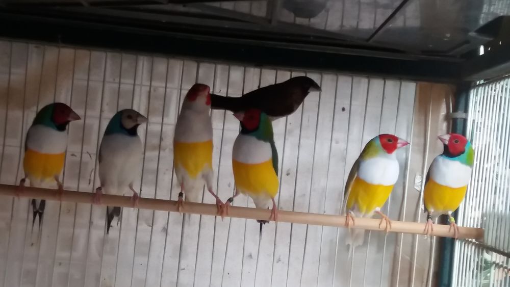 oiseaux exotiques diamants 50 88500 Bazoilles-et-m�nil