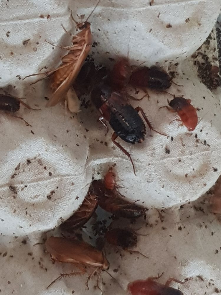 Blatta lateralis / Shelfordella tartara ? Red runners 1 73000 Chamb�ry