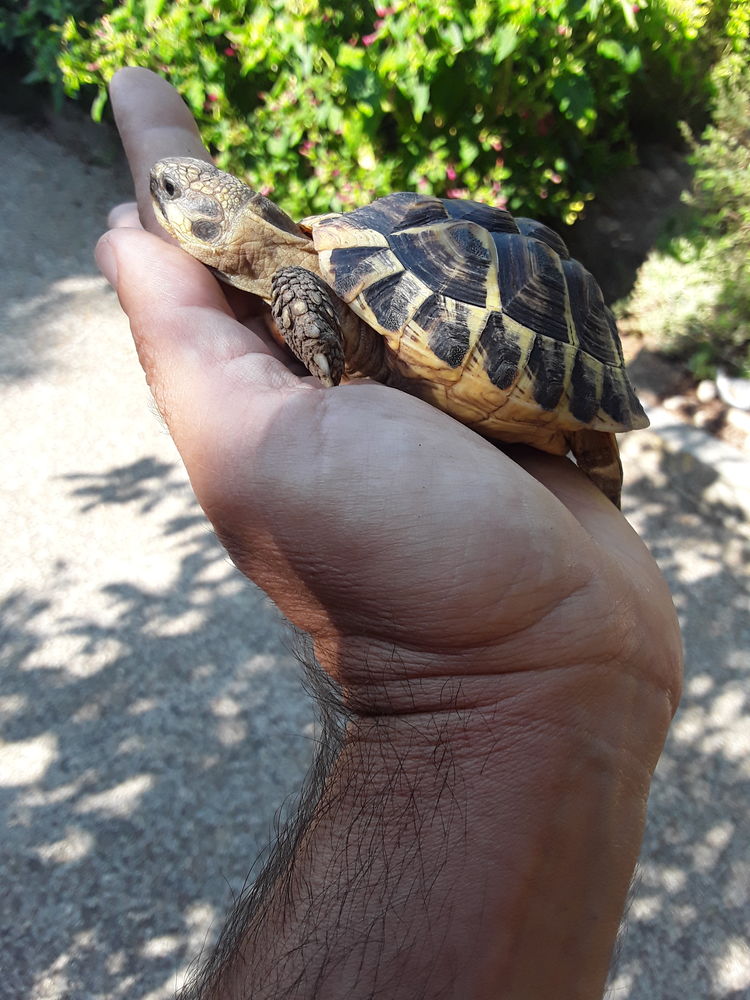 Tortues de terre grecques 80 13013 Marseille