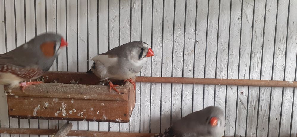 C&egrave;de oiseaux exotiques 75 04870 Saint-michel-l'observatoire