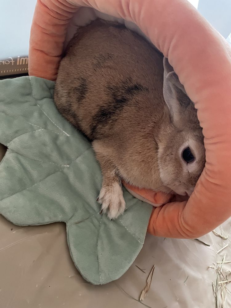 Lapin Nain - 2 ans - Femelle 0 51100 Reims