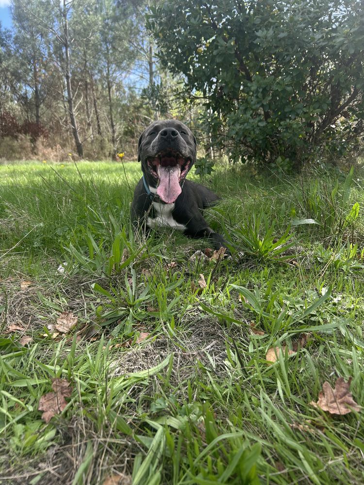 Tyson, m&acirc;le retriever du Labrador de 3 ans, 0 33160 Saint-m�dard-en-jalles