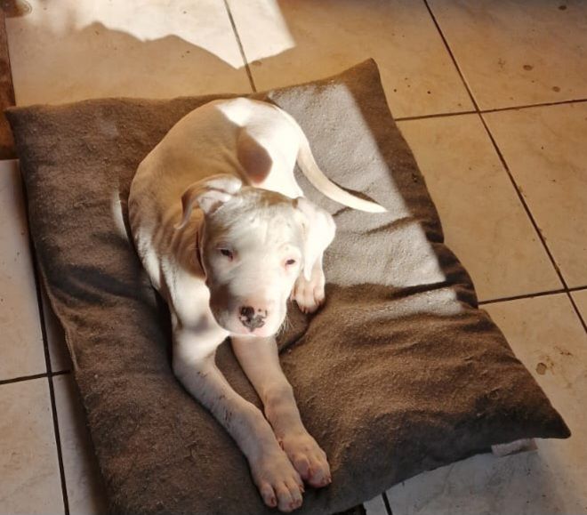 chiots Dogue Argentin 950 60160 Montataire