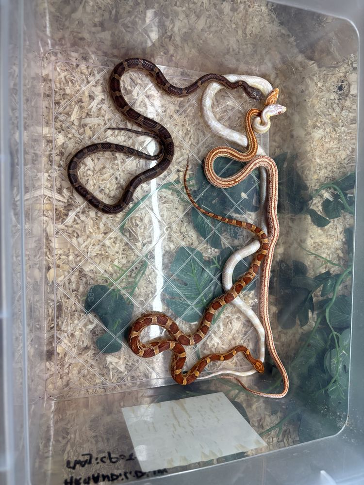 Pantherophis guttatus / eplaphes / serpents des bl&eacute;s 150 62138 Haisnes