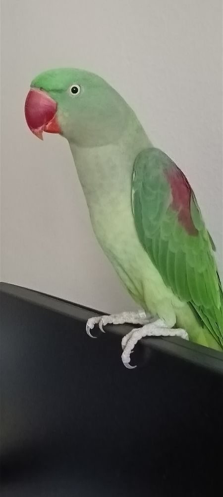 Perroquet vert d Amazonie 1000 37100 Tours