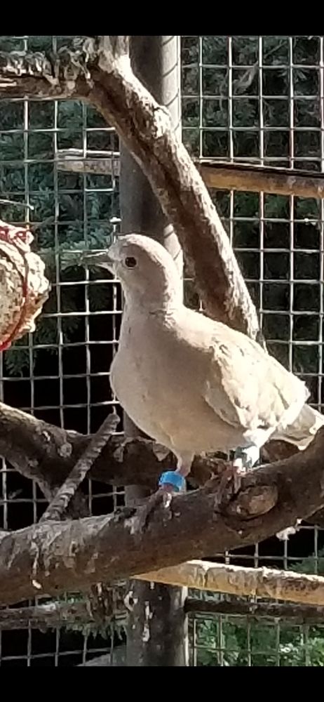 ou &eacute;change tourterelles 10 93470 Coubron