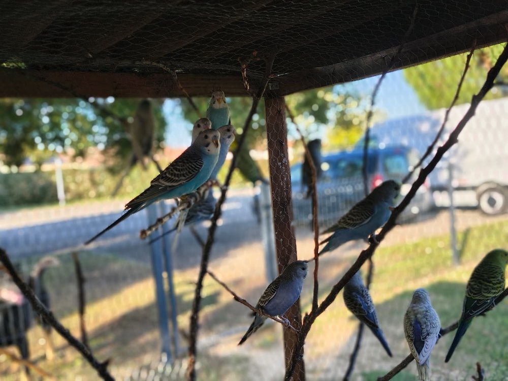 Perruches ondul&eacute;es 10 47160 Puch-d'agenais