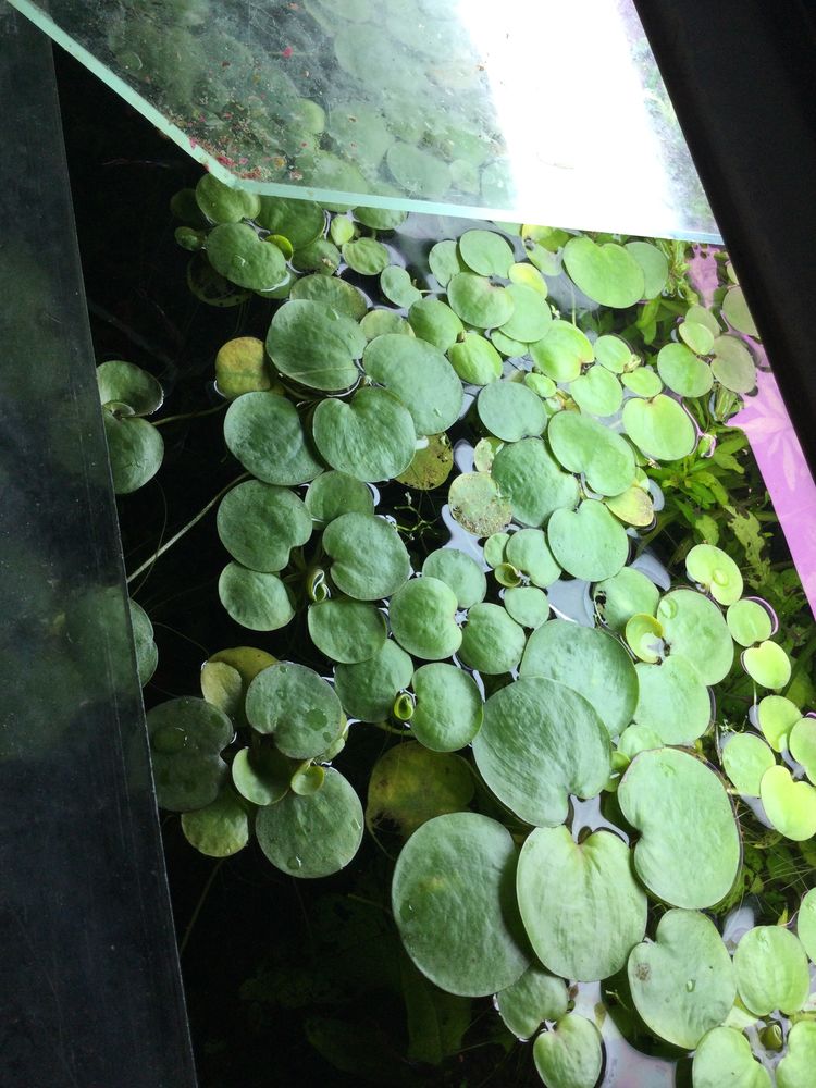 Plante aquarium grenouillette 5 62220 Carvin