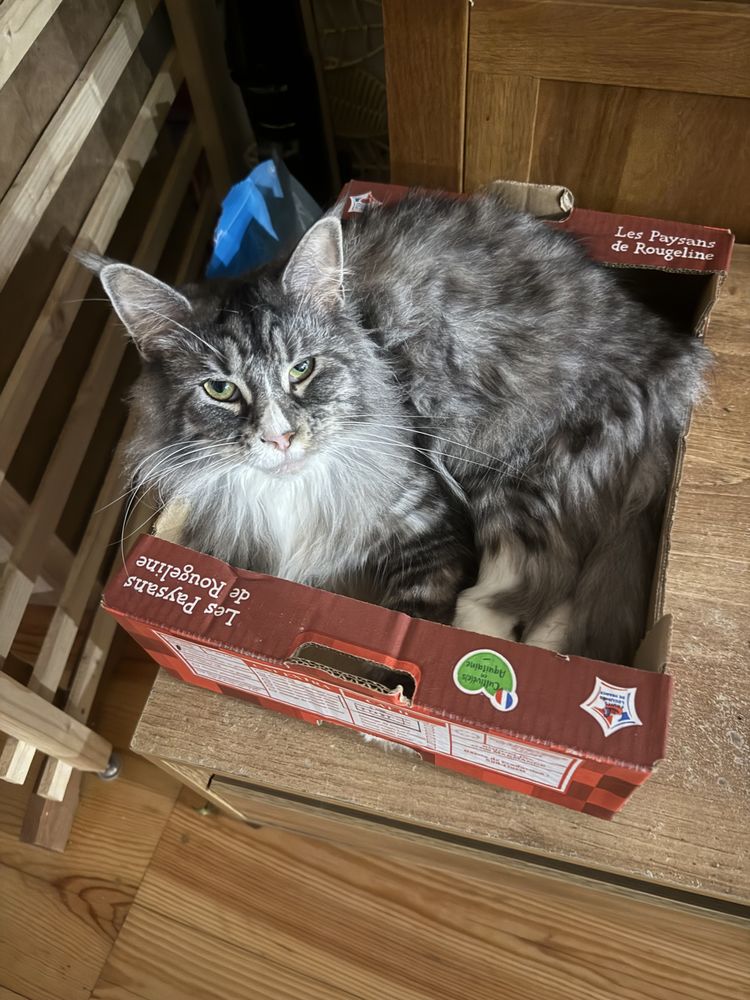 Je me s&eacute;pare de ma femelle 250 82400 Gasques