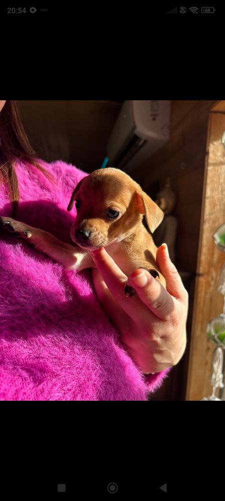 Superbes b&eacute;b&eacute;s crois&eacute; chihuahua 800 84120 Pertuis