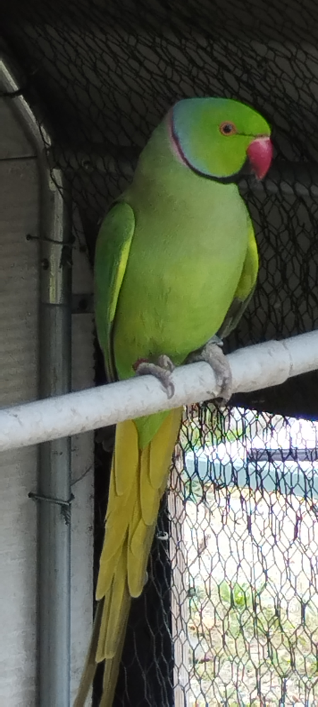 Perruche &agrave; collier M&acirc;le adulte reproducteur 50 77181 Courtry