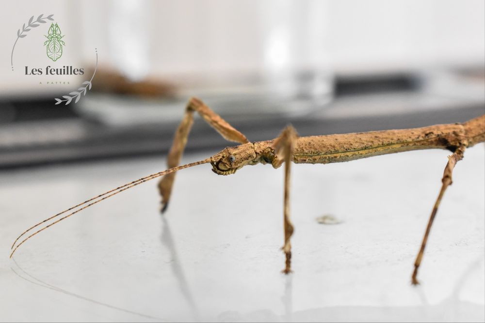 d'oeufs de phasme b&acirc;ton 7 71130 Gueugnon