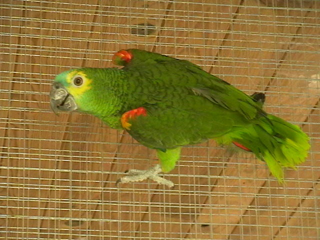 amazone &agrave; front bleu 600 44150 Ancenis