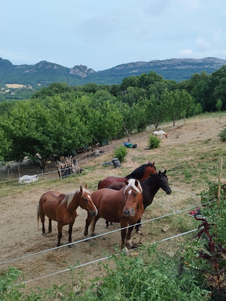 Pension chevaux ou Loc pr&egrave;s 150 26400 Pi�gros-la-clastre