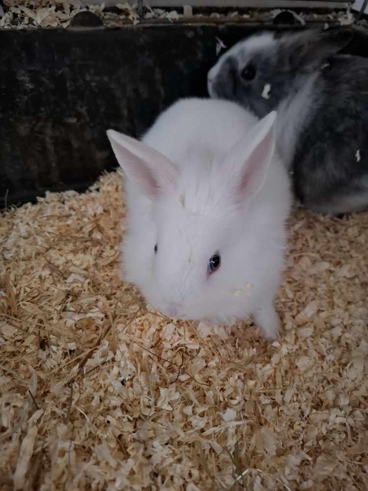 Lapins nains crini&egrave;re t&ecirc;te de lion 30 38870 Saint-sim�on-de-bressieux