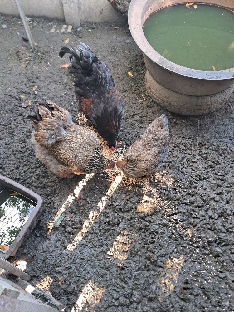 Poule brahma perdrix maill&eacute; dor&eacute; pure race 30 80880 Saint-quentin-la-motte-croix-au-bailly