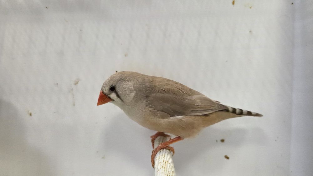 Couple de mandarins 15 17150 Mirambeau