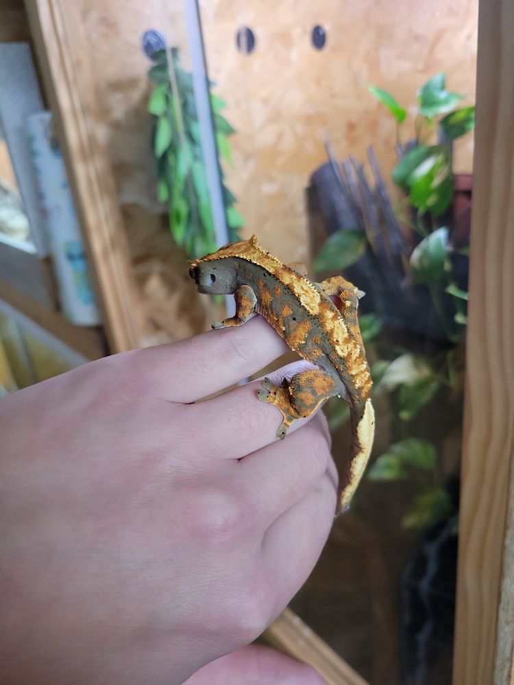 gecko &agrave; cr&ecirc;te 50 57100 Thionville